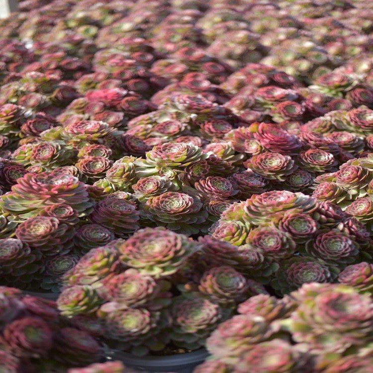 Aeonium 'Pink Fairy factory