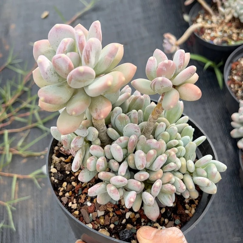 Pachyphytum Glutinicaule Moran