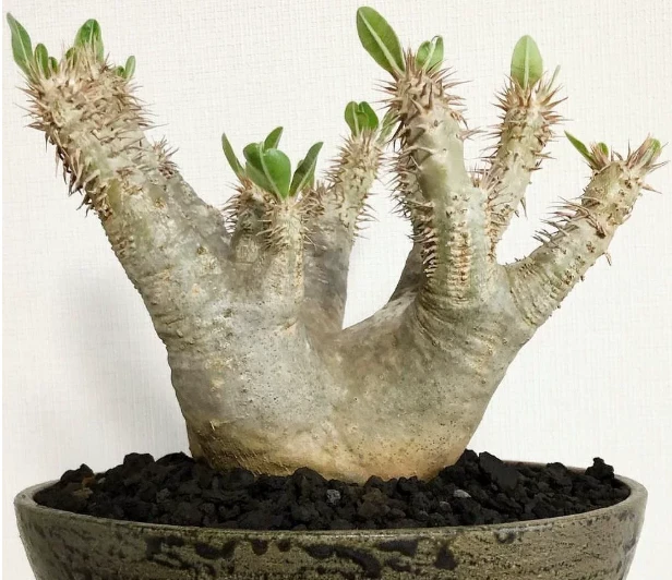 Pachypodium Densiflorum suppliers