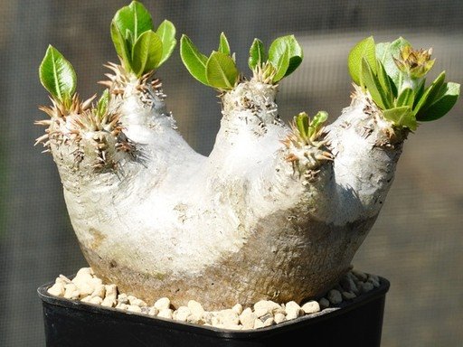 Pachypodium Eburneum suppliers
