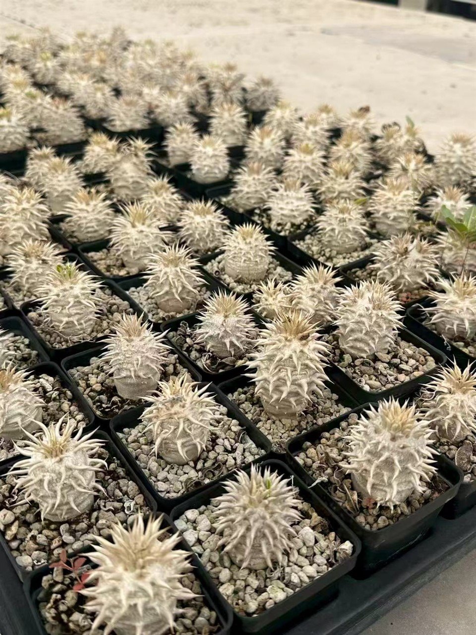 Pachypodium Eburneum best