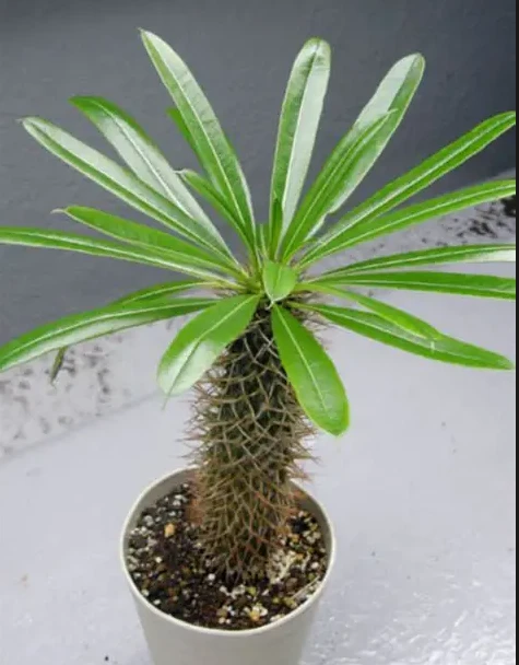 Pachypodium Lamerei best