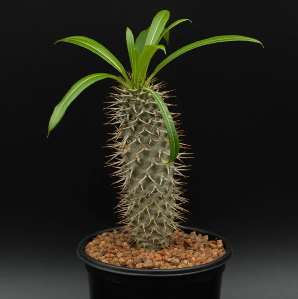 Pachypodium Lamerei