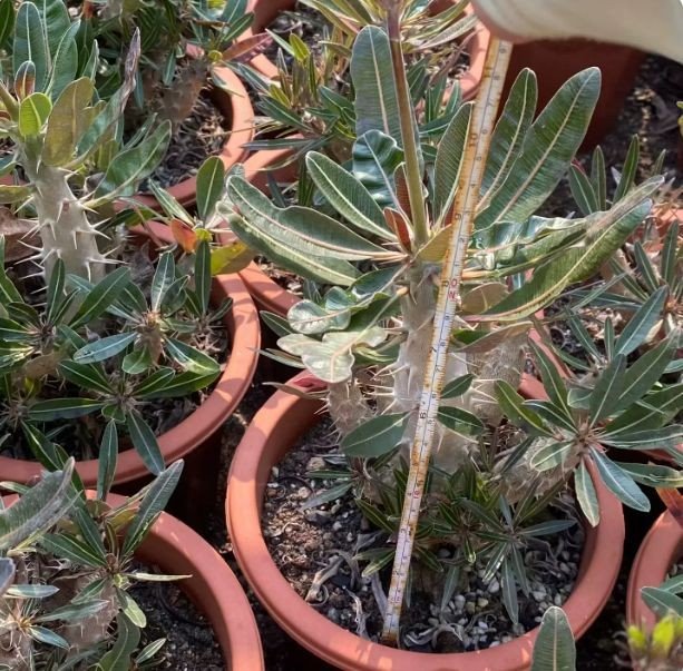 Pachypodium Rosulatum Ssp. Cactipes factory