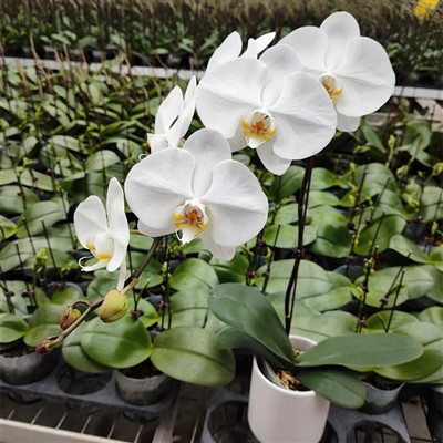 Phalaenopsis Afrodyta